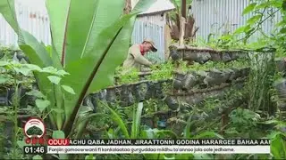 Qonna Magaalaa