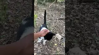 Cat in the woods