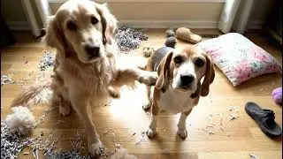 Two Guilty Dogs Blame Each Other After Mess Caught on Camera