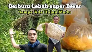 Berburu lebah super Besar di hutan Suku Baduy Madu nya banyak