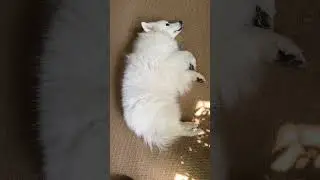 A lazy afternoon #American Eskimo #shortsviral #cute dog