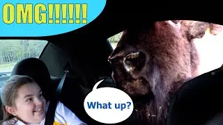 CRAZY ANIMAL SAFARI at Hidden Valley Animal Adventure