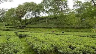 বেলগাঁও চা বাগান চাঁদপুর বাঁশখালী | Belghao Cha bagan,chad pur, Pukuria, Bashkhali