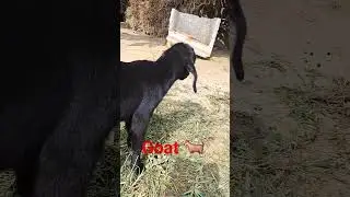 goat 🐐 #video #viral #shorts