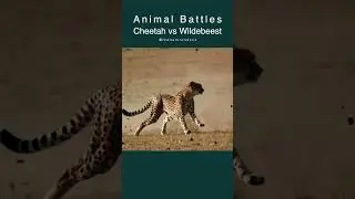 Speed vs. Strength: Cheetah's High-Stakes Wildebeest Hunt #cheetah #hunting #wildlife #wildebeests