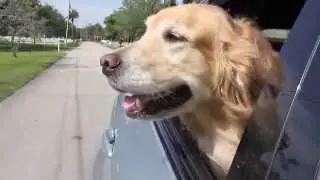 Welcome to Central Broward Animal Hospital