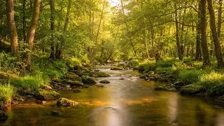 Serene Nature River with Piano & Birds &ndash; Feel Calm, Safe, and Relaxed