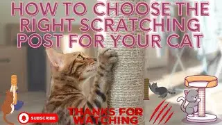 How to Choose the Right Scratching Post for Your CAT