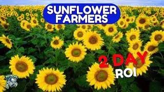 !!! 100$ DAY | Sunflower Farmers Bot / FREE download 2022 / NFT