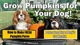 Grow Pumpkins for Your Dog | Natural Digestion Remedy