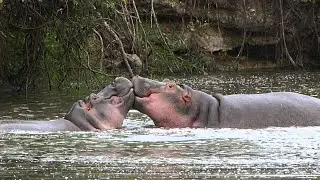 EXPLAIN A DREAM. HIPPOPOTAMUS - HIPPO ( ABOUT MEANING )