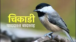 कंप्यूटर जैसी याददाश्त वाला पक्षी. Black Capped Chickadee.