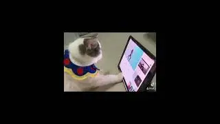 Cute cat watching BLACKPINK LISA dancing 🥰🥰🥰😻