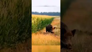 A Hunter Prepares for the Wild Boar Chase#WildBoarChase#IntoTheWild#CinematicScene#boarhunting