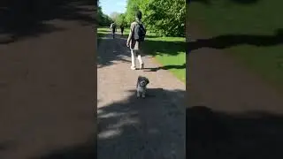 Billy The Lovely Dog@Diana&rsquo;s Park London