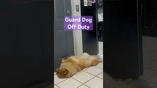Don&rsquo;t be fooled she&rsquo;s still on the look out 👀 #chowchow #songshiquan #guarddog #dog #shorts