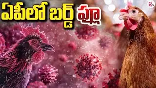 ఏపీలో బర్డ్ ఫ్లూ  | Bird Flu In Andhra Pradesh..? | SumanTV Sai