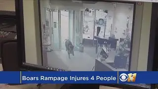 Wild Boar Rampage Injures Four People