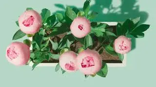 3  169143 healthapp anmi us mindfulness 20160805 endlogo web 1080p