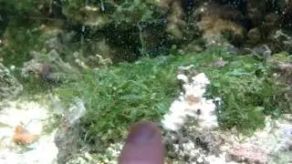 Harlequin Shrimp (Hymenocera elegans) Watches/Follows My Finger