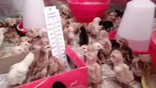 Brooding tempature of Aseel chicks at country chicken factory (Hyderabad)