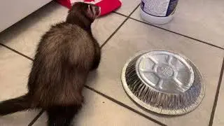 Ferret Oscar and his pie plate