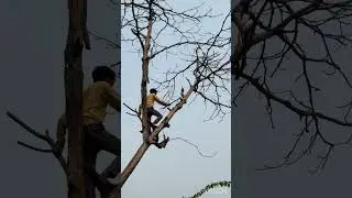 Bringing down the dried Badam tree