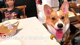 How do you get your dog to eat!? A trick to deal with picky eating dogs #corgi #corgipuppy