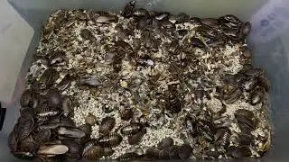 Ant Queens on the Wing: Nuptial Flights & New Empires