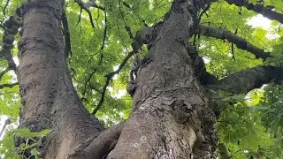 Walking Northampton Beckett Park | Town Park Ambience