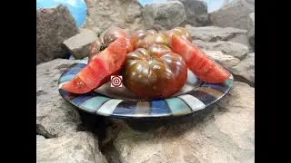 Perron Russet Tomato Seeds For Sale At Bounty Hunter Seeds