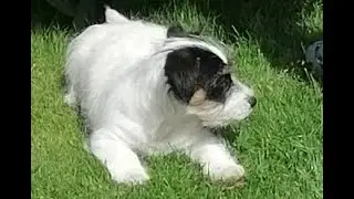 Puppy Brammetje (ruwharige Jack Russel)