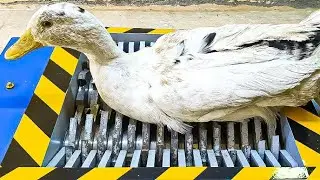 EXPERIMENT RUBBER DUCKS VS SHREDDER TEST
