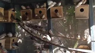 فيديو عن طائر الزيبرا .حياته/طعامه;/تكاثره/ فرق بين الذكر والانثى /