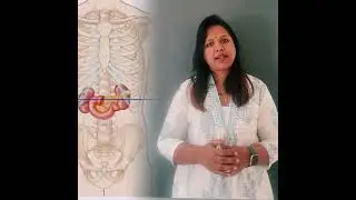 TRANSPYLORIC PLANE#planes of abdomen