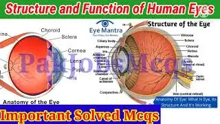 Structure and Function of Human Eye Mcq|Multiple choice questions on the eye|Mcqs on eye anatomy