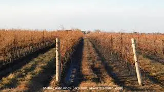 Farm for Sale - 10 Acre Vineyard in Niagara on the Lake