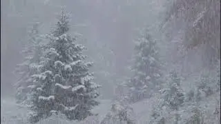 Cнегопад в лесу - 10 часов - [Relax - snowfall in the forest]