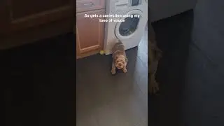 Щенок английского бульдога учится сидеть и ждать еды 🐶🐾 #шорты