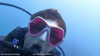 Vietnam phu quoc adası sualtı dalış videosu  #vietnamphuqoucisland underwater video scuba diving