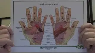 Planche H&aring;ndens organzoner