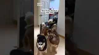 NEW Husky Museum near TRX 🐕 Book tickets on their website📍Husko Asia
