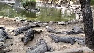 All Crocodiles in the world - The Madras Crocodile Bank Trust and Centre for Herpetology