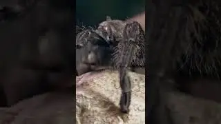 Top 10 Weird and Wild Facts About Spiders You Won't Believe About Spiders