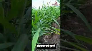 Result of NPK Conso+Mycozone #patilbiotech #agriculture #patilbiotechtissueculture  #gingerfarming