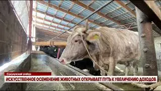 Artificial insemination of animals opens the way to increased income