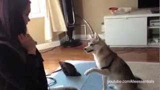Smartest Mini-Husky Ever!!!