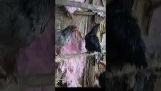 nice little update of the chickens hope you enjoy   #birds #chickens
