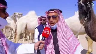 الرسالة الأولى من مهرجان قطر للإبل
