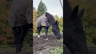 Bethanys Herd is live! Breakfast with the horses ASMR